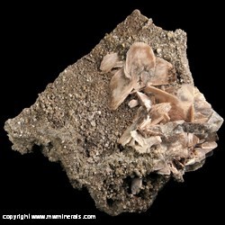 Mineral Specimen: Two Generation Barite with Included Marcasite, Dolomite, Pyrite from LaFarge Quarry, Buffalo, Scott Co., Iowa Mineral Specimen: Two Generation Barite with Included Marcasite, Dolomite, Pyrite from LaFarge Quarry, Buffalo, Scott Co., Iowa