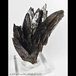 Minerals Specimen: Curved Axinite-(Fe) from Bor Pit (Boron Pit), Dal'negorsk B deposit, Dal'negorsk, Primorskiy Kray, Far-Eastern Region, Russia Minerals Specimen: Curved Axinite-(Fe) from Bor Pit (Boron Pit), Dal'negorsk B deposit, Dal'negorsk, Primorskiy Kray, Far-Eastern Region, Russia