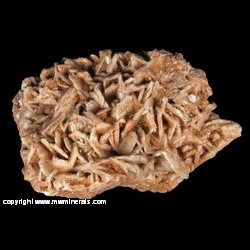 Minerals Specimen: Barite variety: Cock's Comb from South Cliffs, Torquay, Devon, England