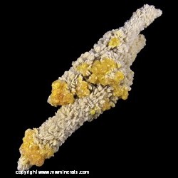 Mineral Specimen: Sulfur on Stalactic Barite from 100 meter level, Machow mine, Tarnobrzeg City County, Subcarpathian Voivodeship, Poland Mineral Specimen: Sulfur on Stalactic Barite from 100 meter level, Machow mine, Tarnobrzeg City County, Subcarpathian Voivodeship, Poland