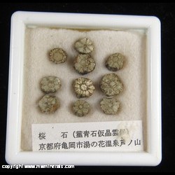 Minerals Specimen: Sakura Ishi (Cherry Blossom Stone): Muscovite Mica Pseudomorphs of Complex Intergrown Codierite-Indialite from Kameoka City, Kyoto Prefecture, Japan Minerals Specimen: Sakura Ishi (Cherry Blossom Stone): Muscovite Mica Pseudomorphs of Complex Intergrown Codierite-Indialite from Kameoka City, Kyoto Prefecture, Japan