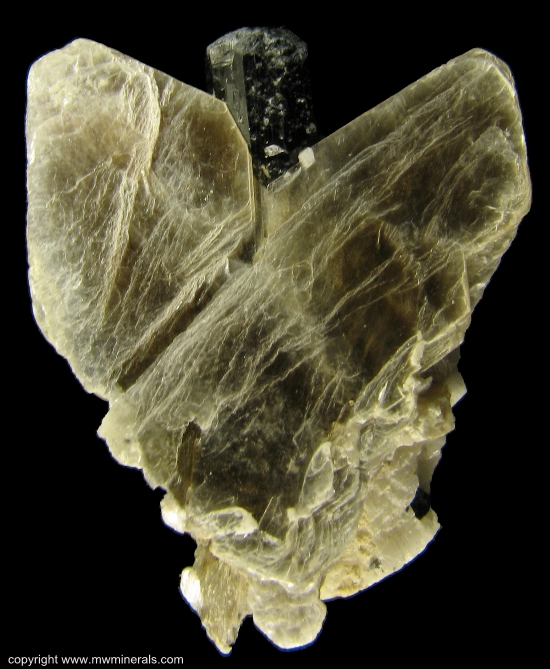 Mineral Specimen: Schorl Tourmaline in Muscovite from Skardu District, Baltistan, Northern Areas, Pakistan