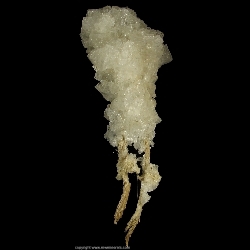 Minerals Specimen: Halite on Branches of Shrub from Jamaica
