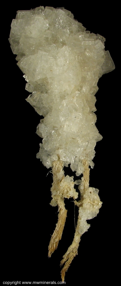 Mineral Specimen: Halite on Branches of Shrub from Jamaica