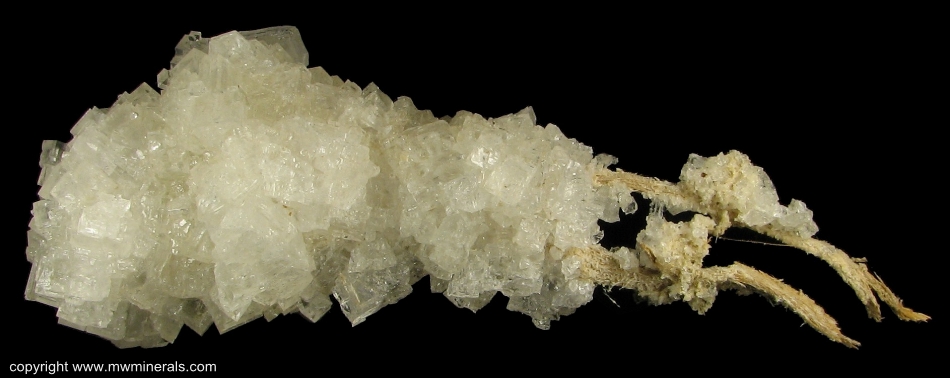 Mineral Specimen: Halite on Branches of Shrub from Jamaica