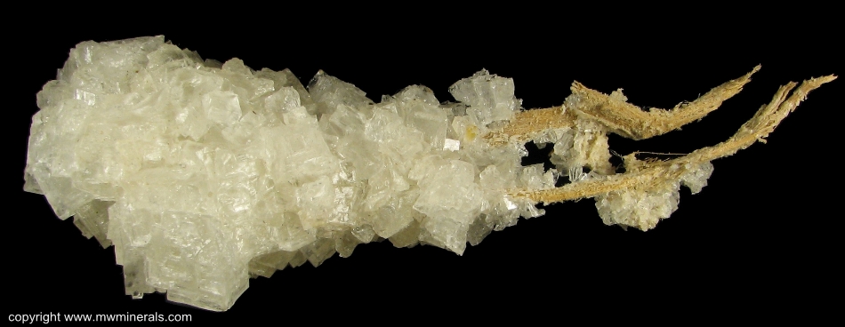 Mineral Specimen: Halite on Branches of Shrub from Jamaica