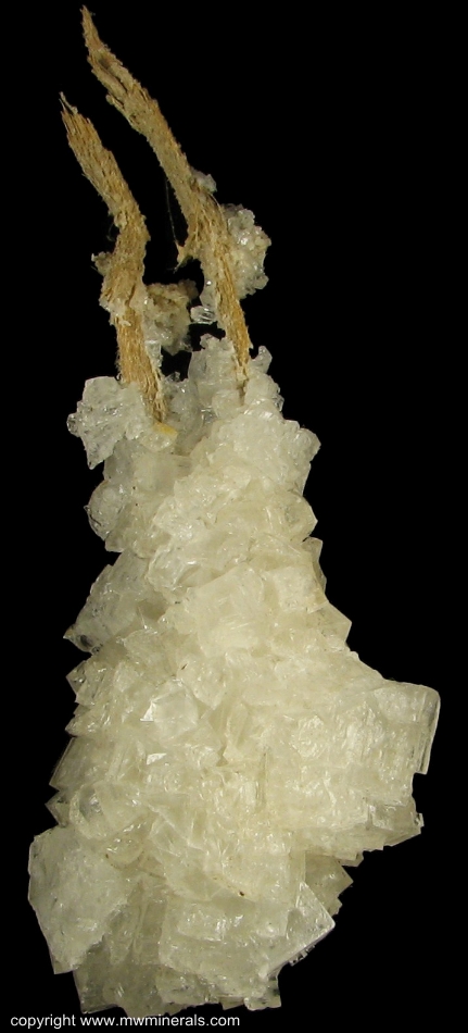 Mineral Specimen: Halite on Branches of Shrub from Jamaica