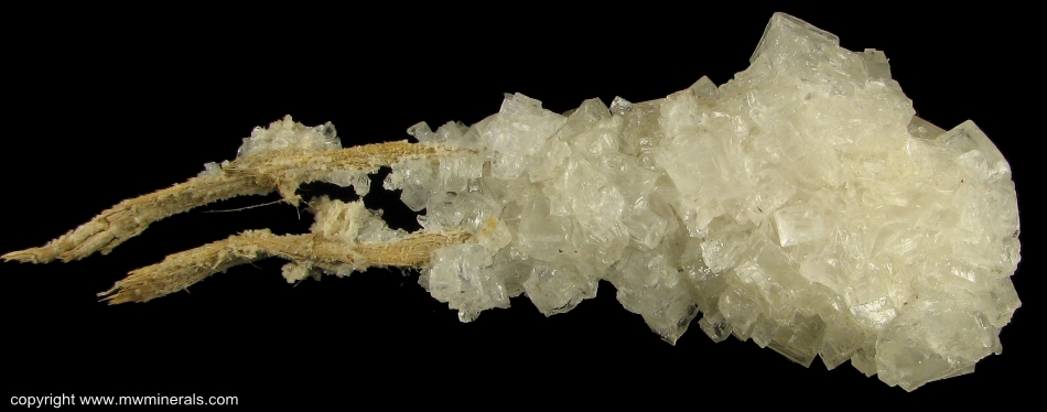 Mineral Specimen: Halite on Branches of Shrub from Jamaica