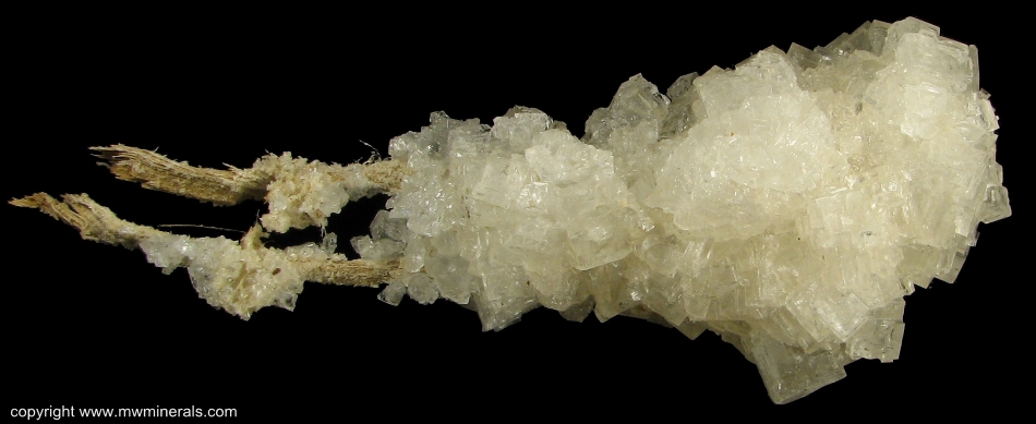 Mineral Specimen: Halite on Branches of Shrub from Jamaica