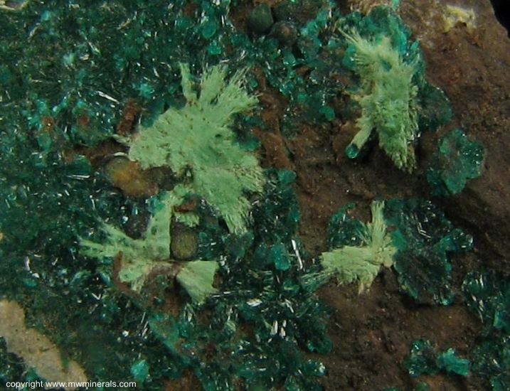 Mineral Specimen: Dioptase from Harquahala District, Harquahala Mts, La Paz Co., Arizona, USA