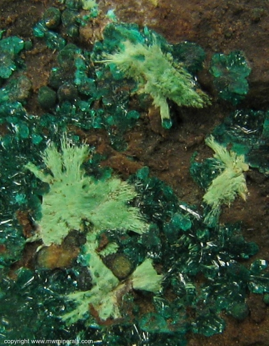 Mineral Specimen: Dioptase from Harquahala District, Harquahala Mts, La Paz Co., Arizona, USA