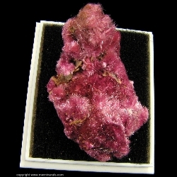 Minerals Specimen: Erythrite from Sara Alicia Mine, San Bernardo, Mun. de Alamos, Sonora, Mexico Minerals Specimen: Erythrite from Sara Alicia Mine, San Bernardo, Mun. de Alamos, Sonora, Mexico