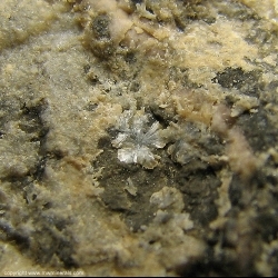 Minerals Specimen: Rosenhahnite and White Jadeite crystals from Rosenhahnite occurrence, Russian River, Cloverdale area, Mendocino Co., California, USA